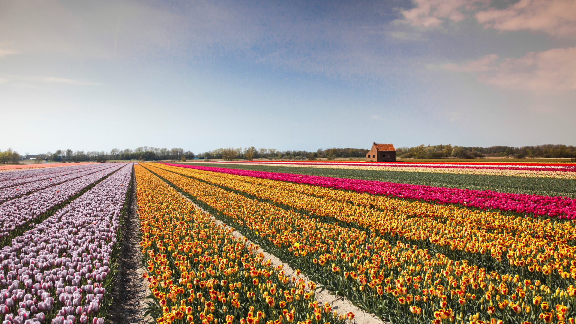 Innovative and Sustainable Plant Extraction Technologies